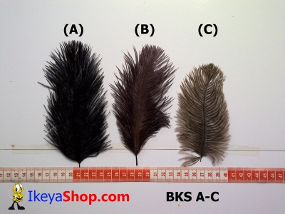 bulu kasuari kecil BKS A C   feather  large2